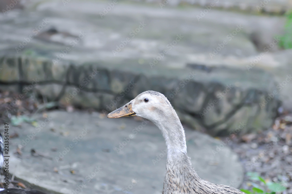 Fototapeta premium Silver Appleyard duck and Ancona duck breed, Magpie duck