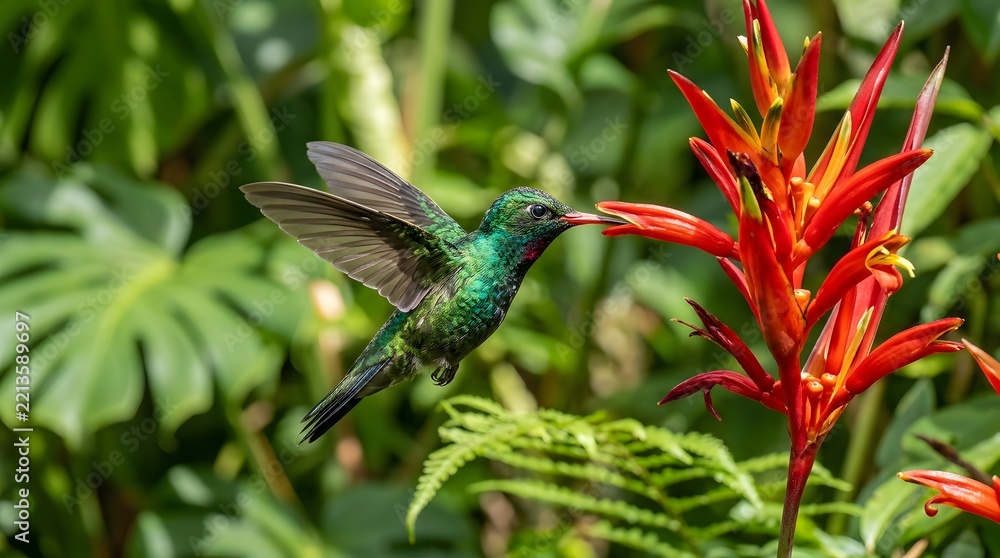 Fototapeta premium Vibrant green hummingbird hovering mid air and drinking nectar from bright red tropical heliconia flower outdoors