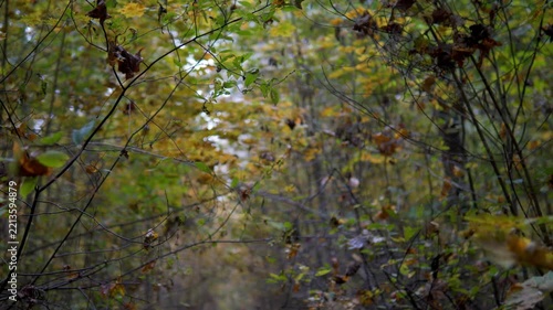Advancing Forward Along Narrow Overgrown Path in Misty Autumn Woodland - First Person Perspective Camera Motion Through Dense Foggy Forest Trail with Gold Foliage