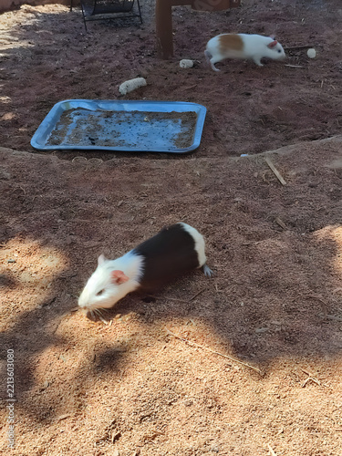 Two cute guinea pigs roam around a sandy outdoor enclosure near a metal feeding tray, enjoying the sunny day.