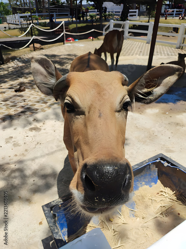 A close-up view of a friendly brown cow looking directly into the camera at an outdoor farm enclosure, featuring its large nose and expressive eyes.