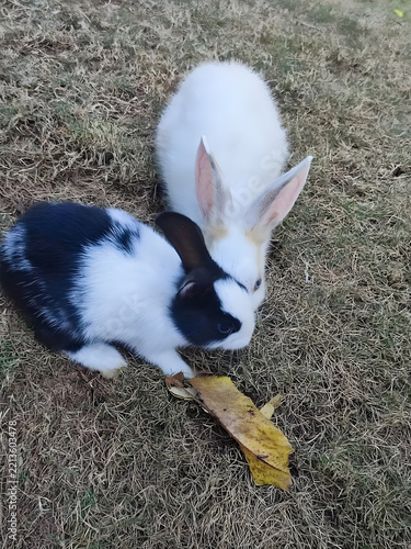 Two adorable domestic rabbits, one pure white and one black and white, resting together outdoors on dry green grass.