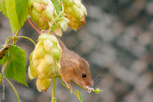 Harvest mouse foraging amongst wild hedgerow hops