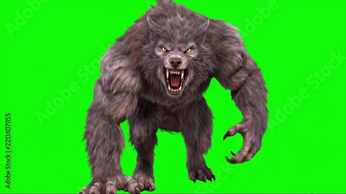Fierce Werewolf Roaring and Walking on Green Screen