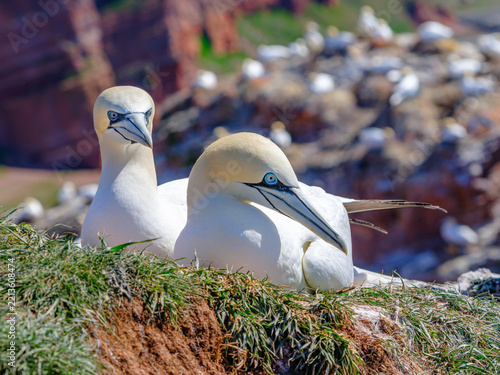 Ein Paar Basstölpel beim Brüten im April in einer Kolonie auf Helgoland