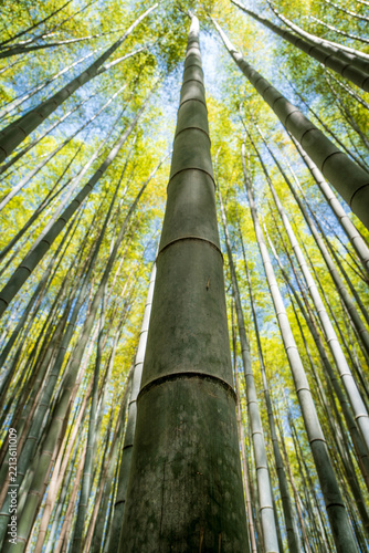 Vista desde abajo de los bambus del bosque de arashiyama, en Kioto, Japón.