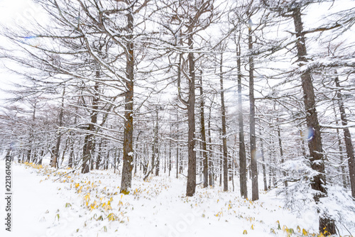 Snow-Covered Forest in Winter Sunlight