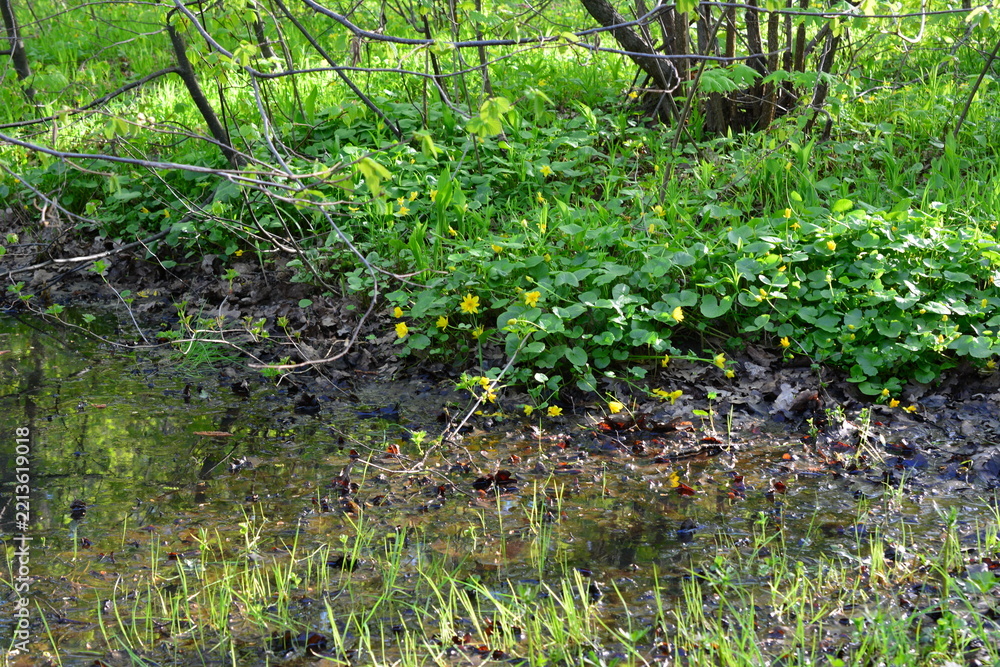 Fototapeta premium Marsh Marigolds Blooming in Muddy Woodland Stream
