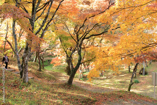 紅葉が見頃の大分県の、ゆうじゃく公園
