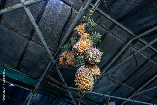 Hanging bunches of ripe pineapples at local farmers' market in Malé, Maldives, photographed from low upward perspective. Fresh tropical produce displayed at traditional island market.