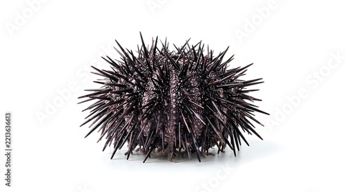A single dark sea urchin with sharp spines on a clean white background.