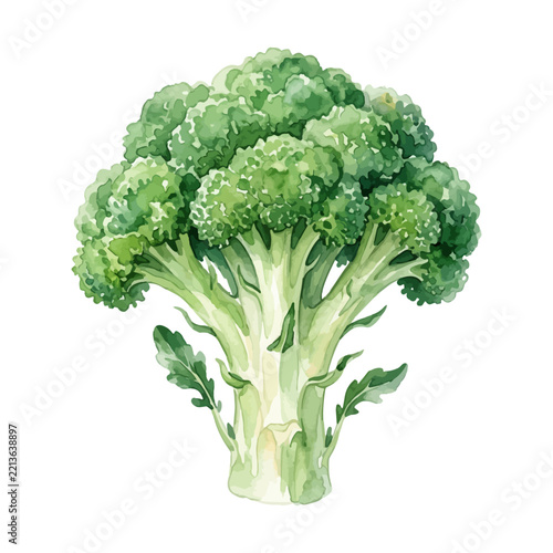 Watercolor Broccoli Illustration