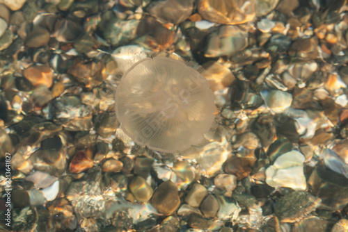 northsea jellyfish swimming