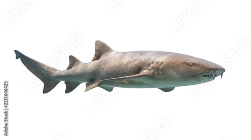 shark swimming underwater in clear blue ocean water