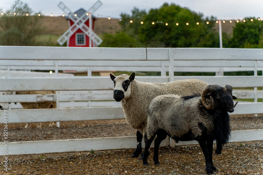 Obraz premium Two sheep stand in a fenced farm enclosure, with a windmill and string lights visible in the background.