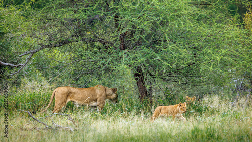 African lioness with cub walking in green savannah in Greater Kruger National park, South Africa ; Specie Panthera leo family of Felidae