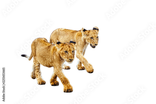 Two cute African lion cubs walking front view isolated in white background in Greater Kruger National park, South Africa ; Specie Panthera leo family of Felidae