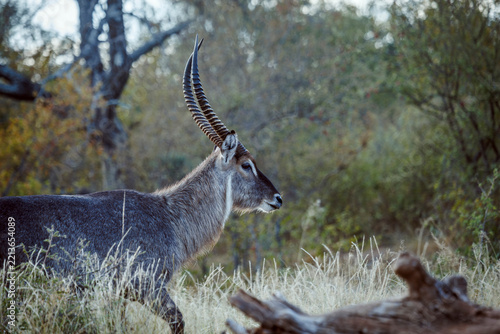 Common Waterbuck horned male portrait side view in Greater Kruger National park, South Africa ; Specie Kobus ellipsiprymnus family of Bovidae