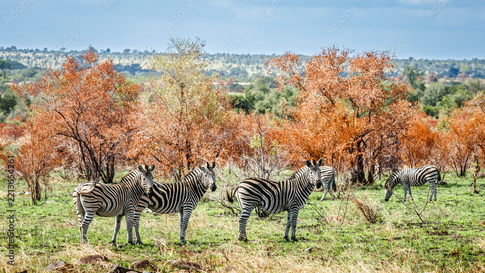 Naklejka premium Plains zebra group in fall scenery in Greater Kruger National park, South Africa ; Specie Equus quagga burchellii family of Equidae
