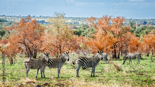 Plains zebra group in fall scenery in Greater Kruger National park, South Africa ; Specie Equus quagga burchellii family of Equidae