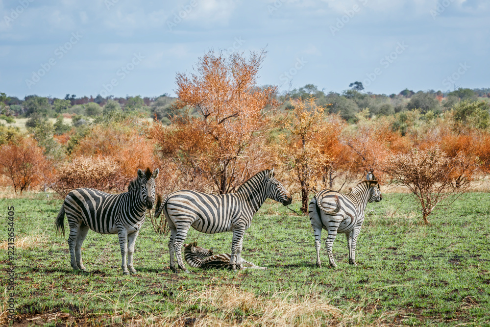 Naklejka premium Plains zebra group in fall scenery in Greater Kruger National park, South Africa ; Specie Equus quagga burchellii family of Equidae