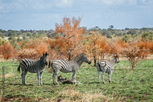 Plains zebra group in fall scenery in Greater Kruger National park, South Africa ; Specie Equus quagga burchellii family of Equidae