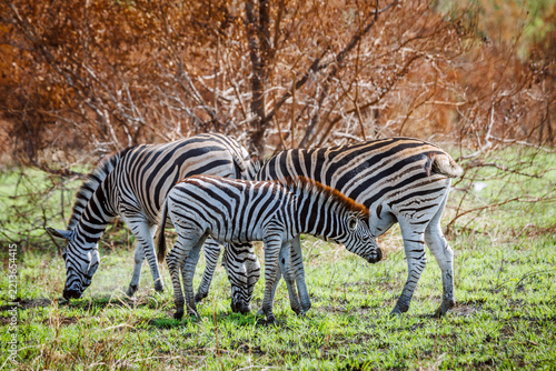 Young Plains zebra suckling female in Greater Kruger National park, South Africa ; Specie Equus quagga burchellii family of Equidae