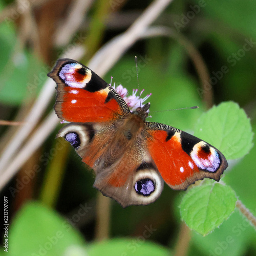 butterfly on leaf. The wing is damaged. However, the butterfly can still fly.
