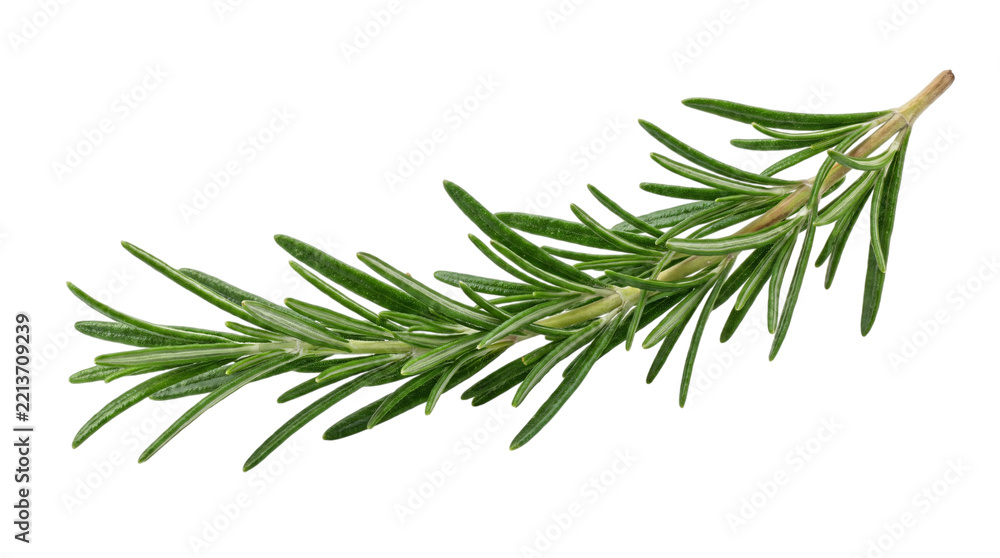 Fototapeta premium Fresh rosemary sprig isolated on white isolated on transparent background