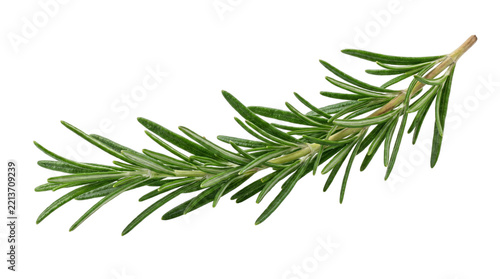 Fresh rosemary sprig isolated on white isolated on transparent background