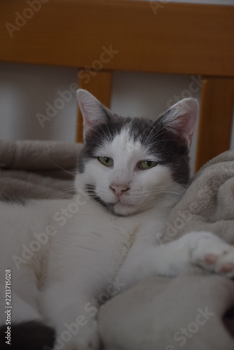 cat lying on the bed