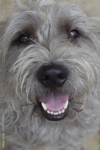 close up of a dog