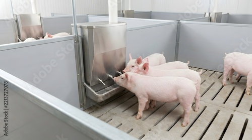 Piglets Drinking from Stainless Steel Feeder in Modern Pen