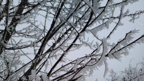 Thick hoarfrost layer coating interlaced forest tree branches in freezing day, medium shot, overcast, camera tilt. Fragile Ecosystem and Preservation.