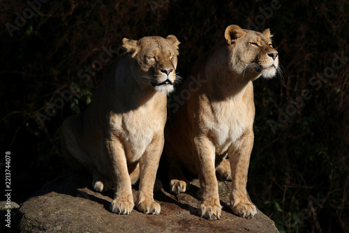 Afrikanischer Löwe / African lion / Panthera leo