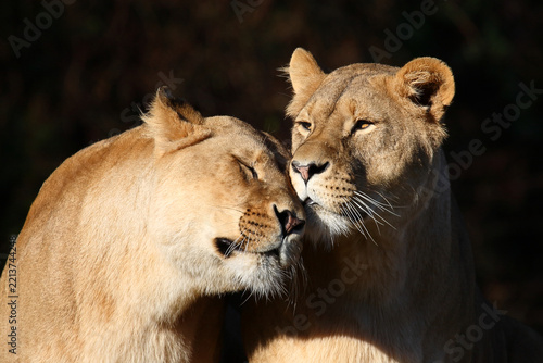 Afrikanischer Löwe / African lion / Panthera leo