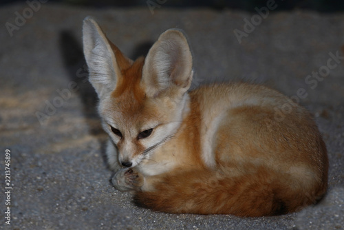 Fennek oder Wüstenfuchs / Fennec fox / Vulpes zerda - Fennecus zerda