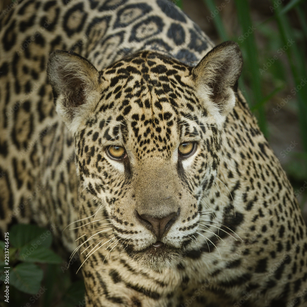 Obraz premium Extreme close up of a jaguar