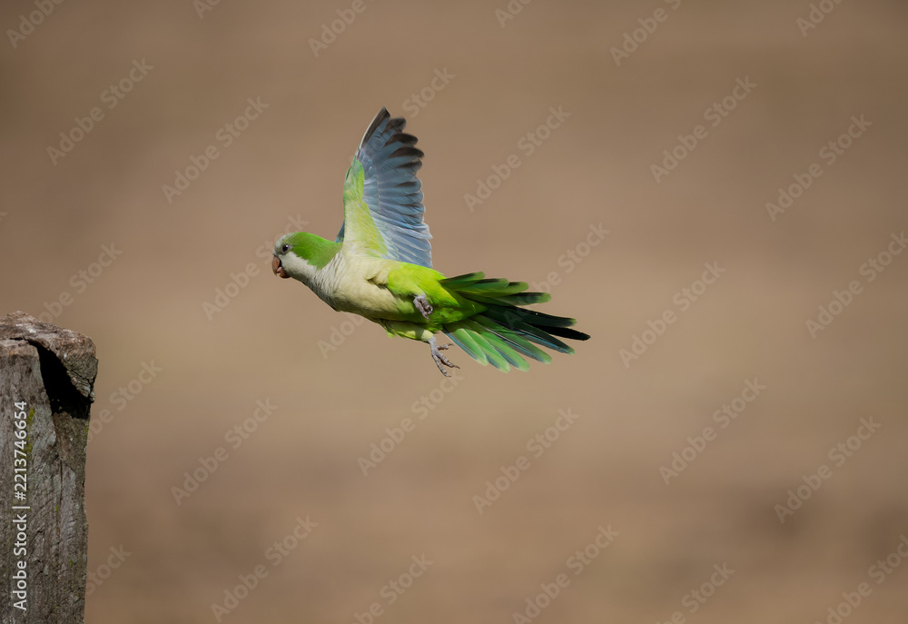 Obraz premium In flight Monk Parakeet bird heading for a post