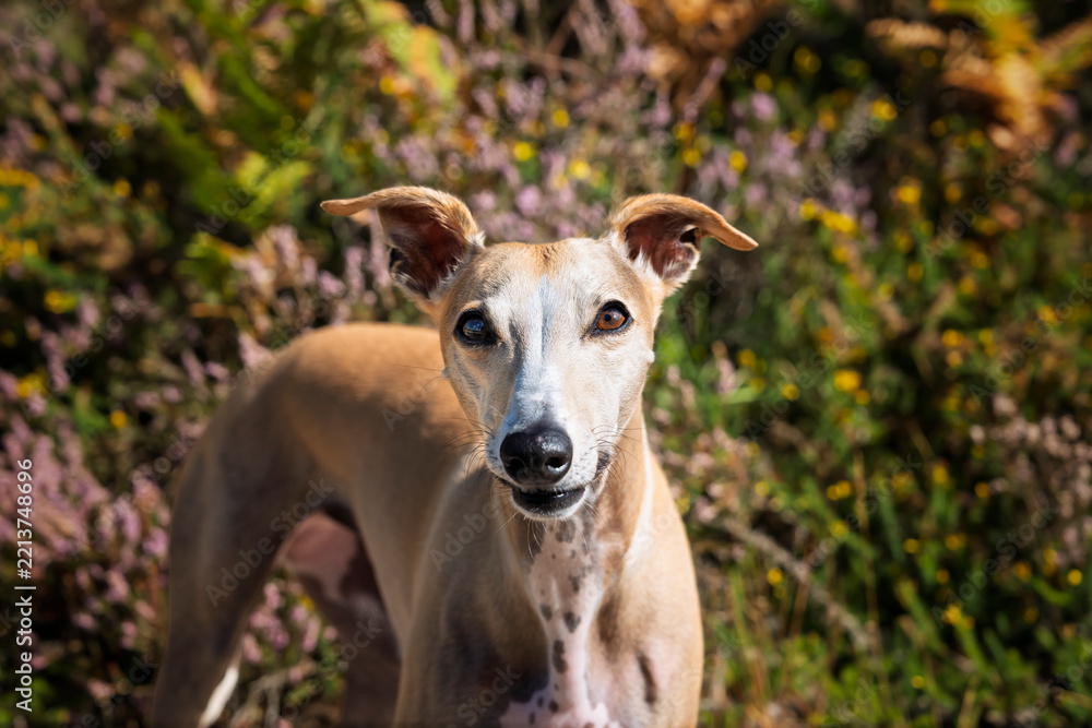 Fototapeta premium Italian Greyhound Whippet in the summer forest up close and personal
