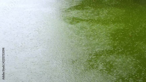 Green Reflections and Fine Rain Ripples Across a Pond Surface