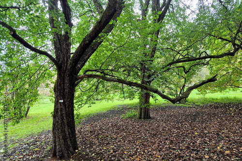 Plakat Park