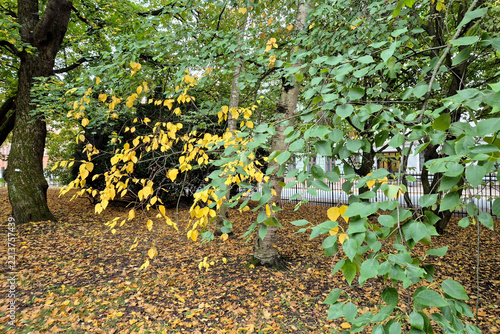 Plakat Park
