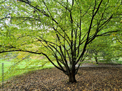 Plakat Park