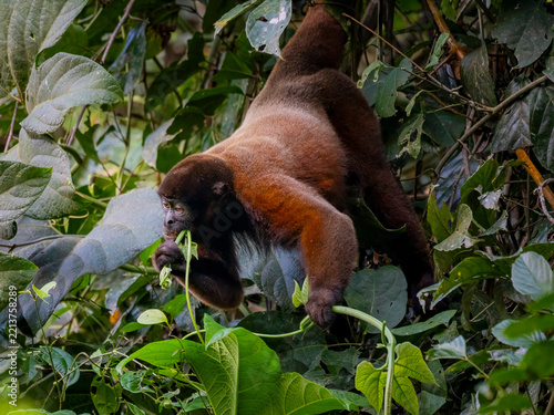 Common woolly monkey feed in Amazon rainforest
