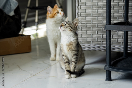 Cat rest beside black shelf on marble floor indoors