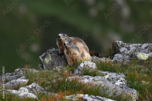 Alpine marmot beside another marmot on a grassy rocky slope