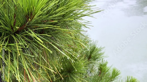 Rain-Drenched Pine Branch with Water Droplets in a Japanese Garden