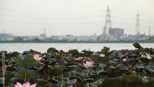 A serene lake filled with blooming pink lotus flowers, framed by lush leaves, while distant city buildings and power towers create an urban backdrop.