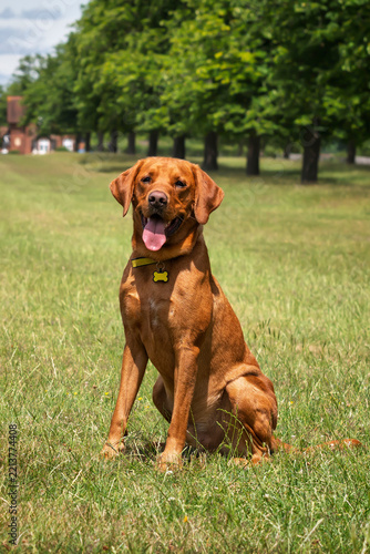 Fox Red Labrador in Windsor Great Park sitting